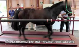 马交配视频,自然繁殖的奇妙瞬间